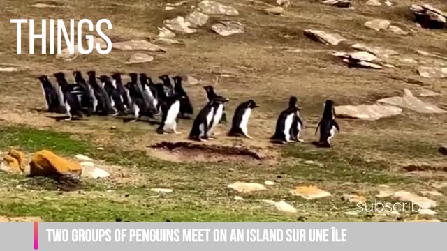 ThingsTwo groups of penguins meet on an island