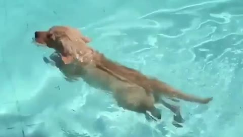The whole family watches the dog swimming, the dog's potential is stimulated