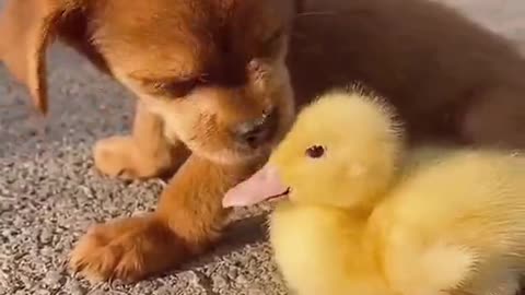 Funny and Cute compilation | Cute compilation. #shorts