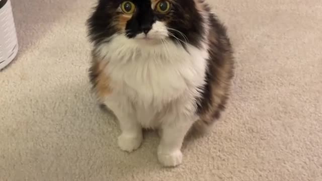 foryou#foryoupage#cat