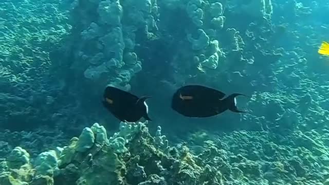 oceanlover#underwater#justkeepswimming