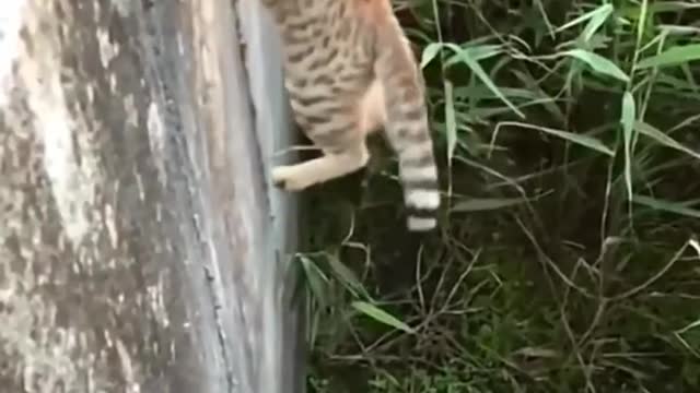 Brave and cute kitty, do you like it!
