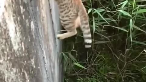 Brave and cute kitty, do you like it!