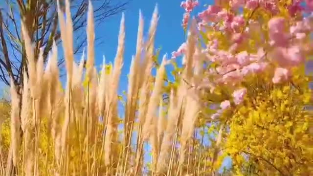 Big green meadows with beautiful bright flowers