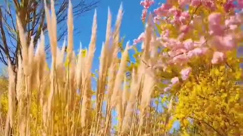 Big green meadows with beautiful bright flowers