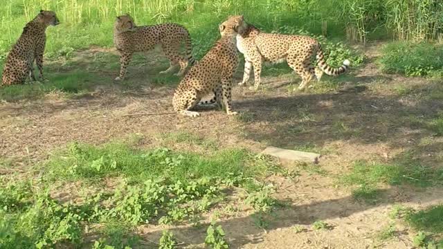 Cheeta in dubai safari park