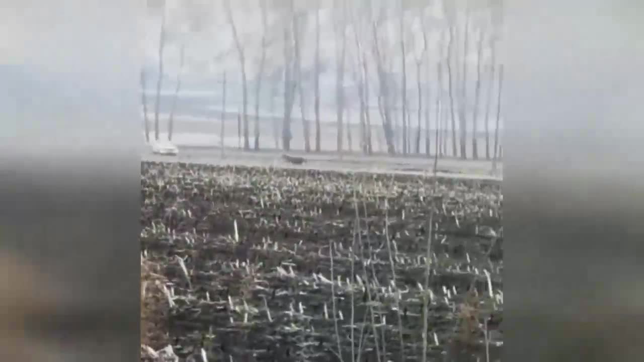 Huge Siberian tiger runs and charges into car before attacking a woman