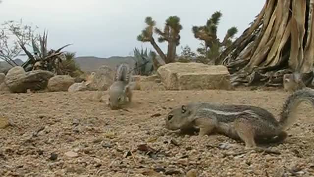 White-Tailed Ground Squirrels: close-up of group feed