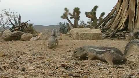 White-Tailed Ground Squirrels: close-up of group feed