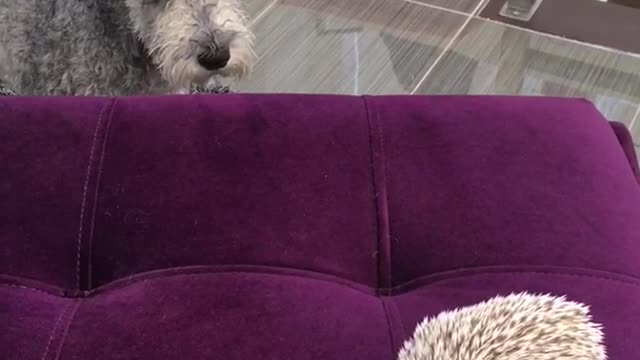 Grey dog playing with hedgehog on ottoman