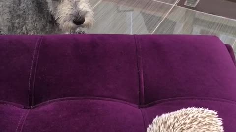 Grey dog playing with hedgehog on ottoman