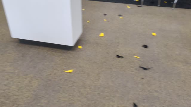 Turbo the Frenchie at the Sprint store. - Sale Cancelled!