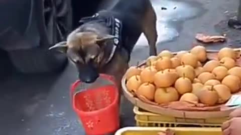 Helping dog