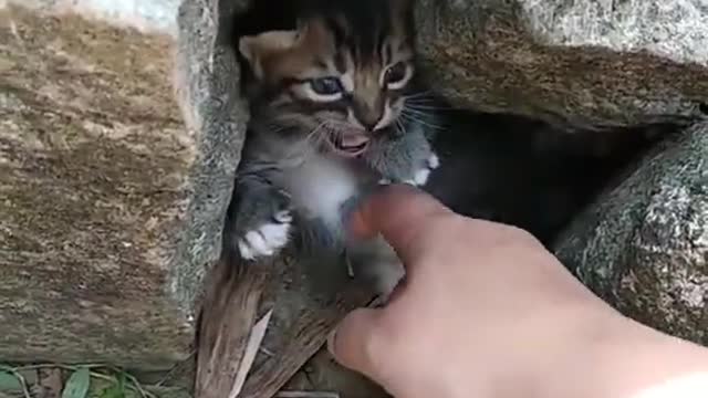 The reaction of a kitten when meeting a stranger