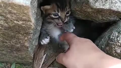 The reaction of a kitten when meeting a stranger