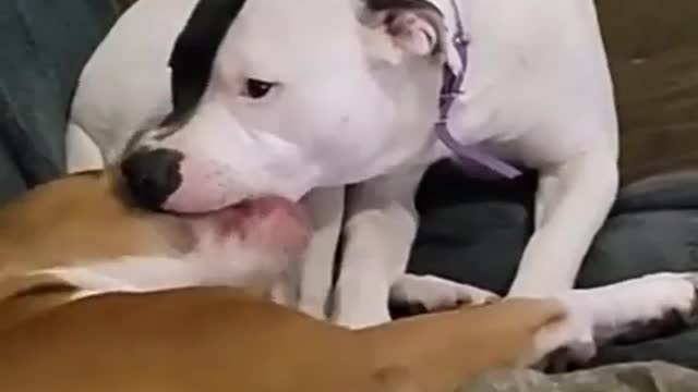 funny animal and kids video part 8. dogs kissing