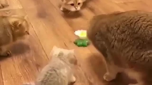 Cats Playing WIth Sting Toy