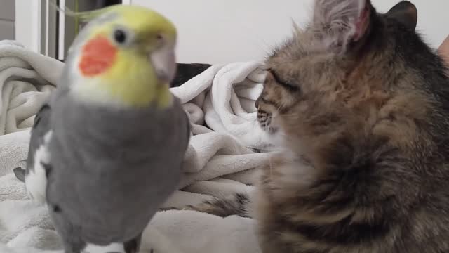 Funny cockatiel singing and talking to the Henry the cat