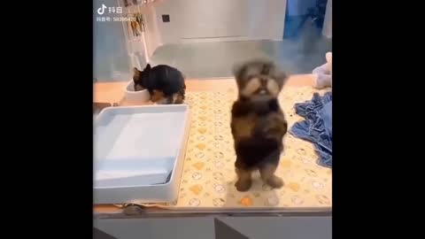Funniest Animals - Best Of The 2021 Funny Animal Videos #55