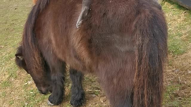 Kitty Goes for a Relaxing Ride on Mini Horse