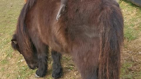 Kitty Goes for a Relaxing Ride on Mini Horse