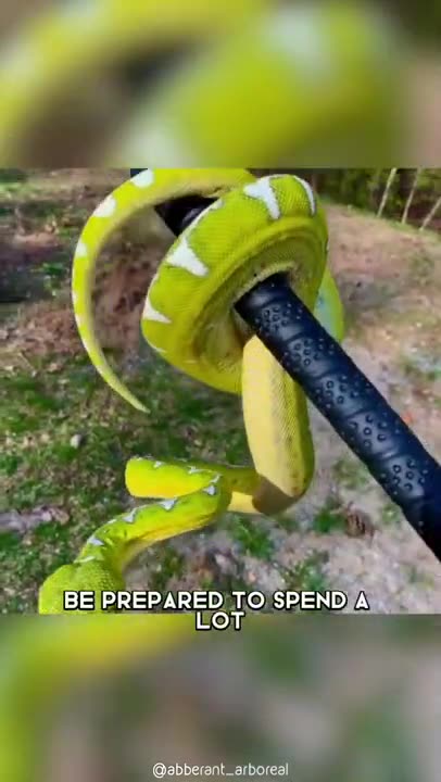 Emerald Tree Boa 🐍 One Of The Most Beautiful Snakes In The World #shorts #emeraldboa #snake