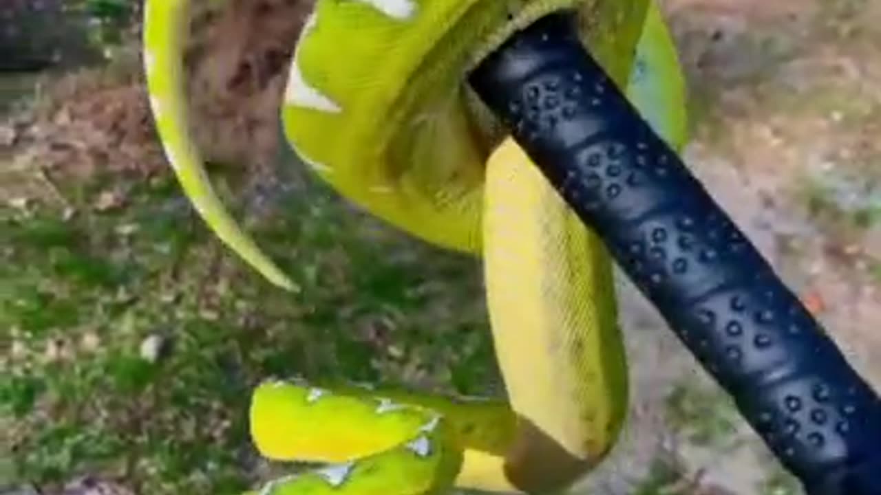 Emerald Tree Boa 🐍 One Of The Most Beautiful Snakes In The World #shorts #emeraldboa #snake