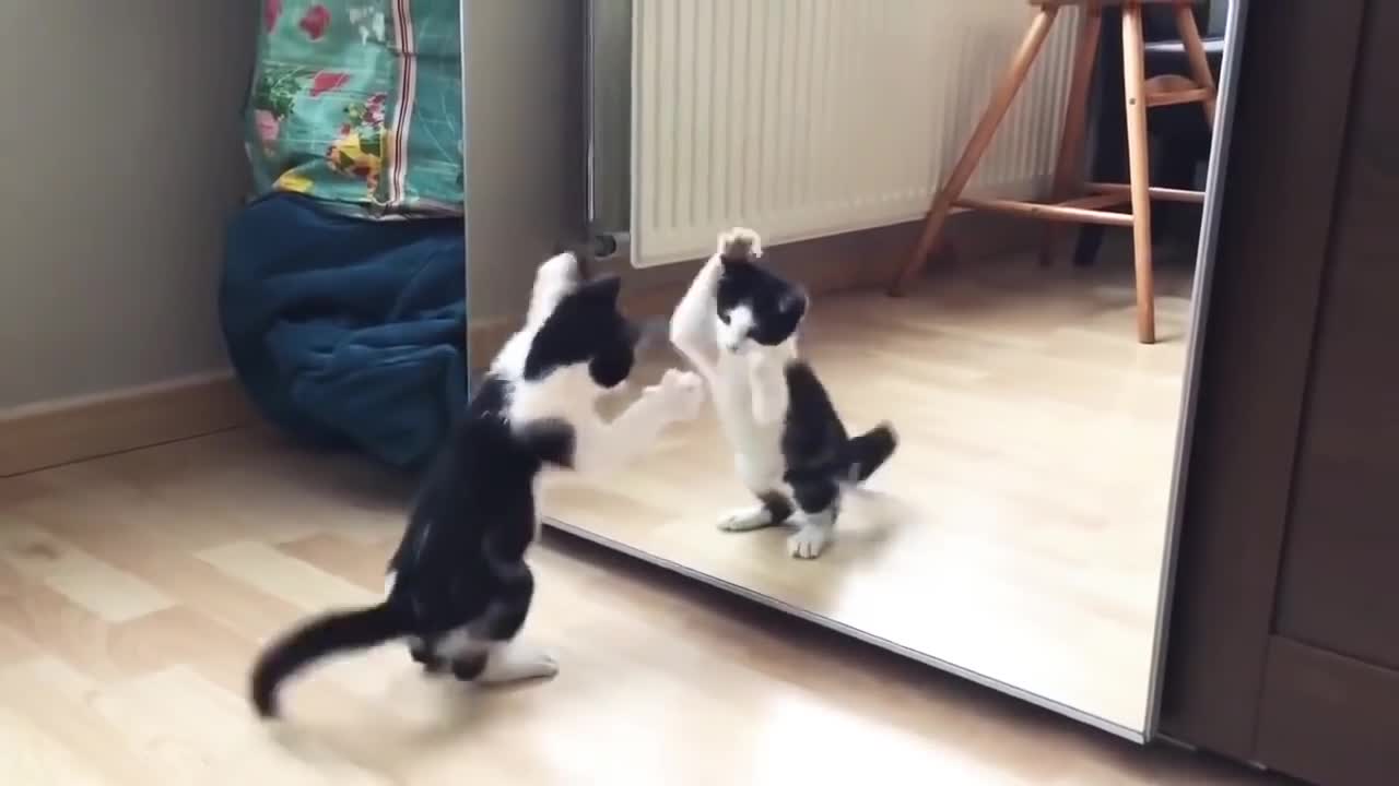 Funny Cat And mirror Video|Funny