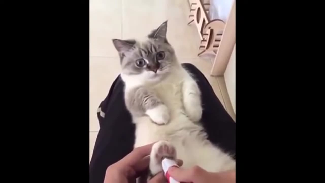 Funny cat video compilation V.3