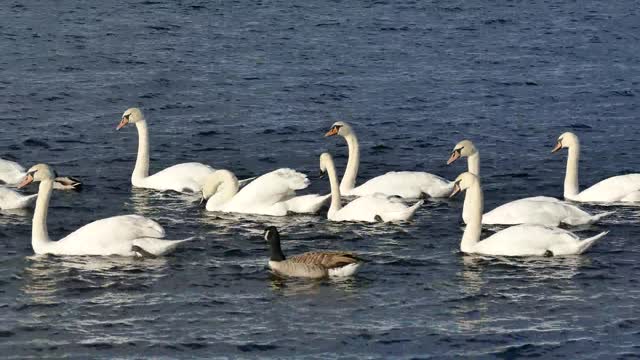 Beautiful Wight duks in river