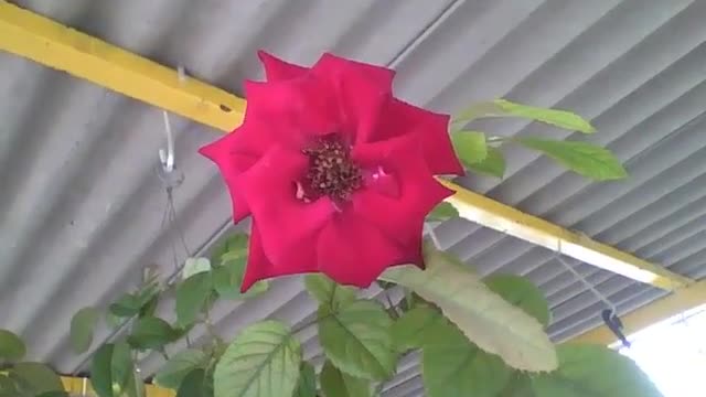 Linda rosa pendente vermelha, um esplendor de charme e beleza [Nature & Animals]