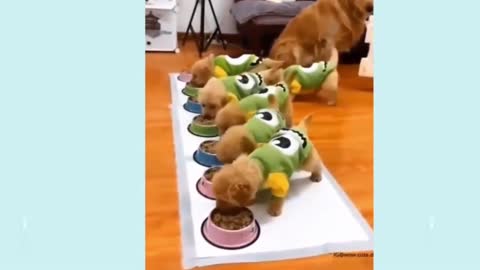 Cute Puppies and Smart Dogs Cute 04