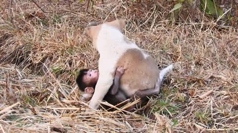 El perro y el monito