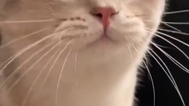 This cat will blow your mind!!!!!!!!