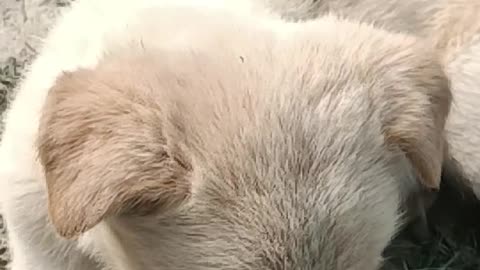 Cute puppy