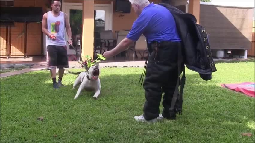 How to Train A Dog To Become Fully Aggressive