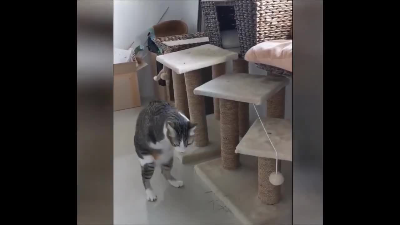 funny animal video