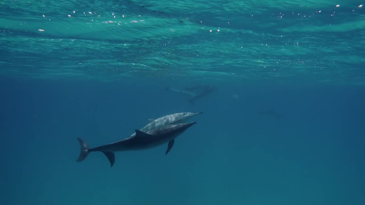 Cute dolphins underwater