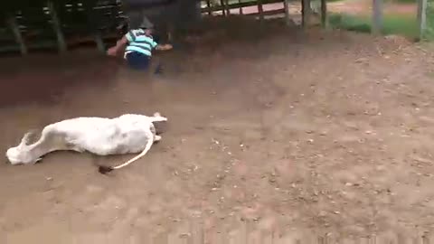 Cattle kick