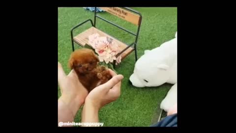 Laugh bomb! A collection of cute animal videos.