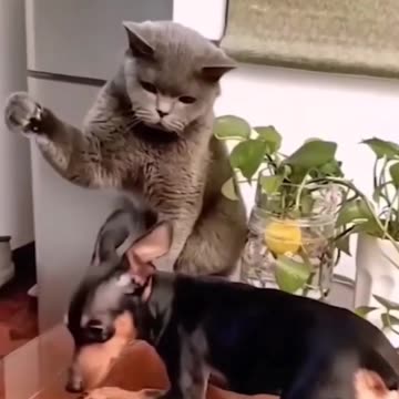 Funny aminals in United states