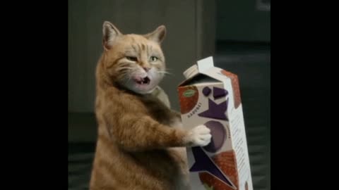 Gif video of cat drinking milk in the box