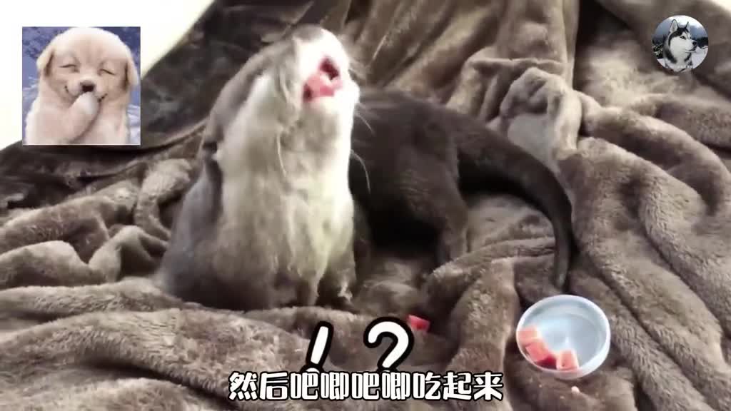 Happy otter and its doting owner