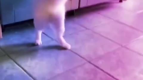 Make your cat dance 🤣🤣🤣