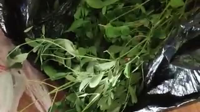 Sour sap - Black sand - Moringa