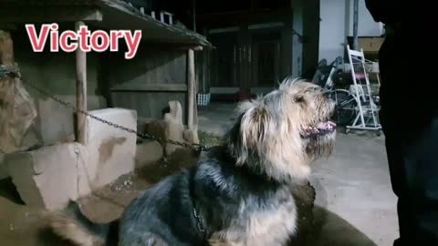 Korea cat🐱 & dog🐩