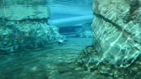 Majestic Dolphins Peform Stunning Tricks