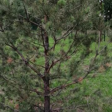 Walking through the beautiful forest.