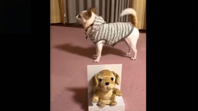 Funny Pets, pets compilation.