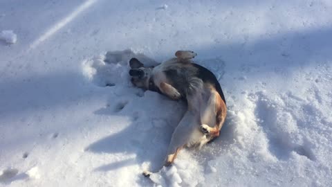 Funny winter dog